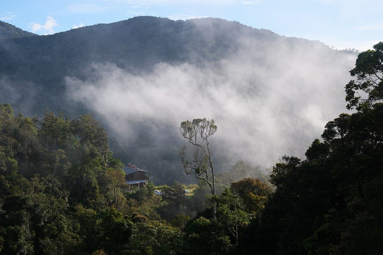 Misty rainforest on the slopes near Mount Kinabalu in Sabah